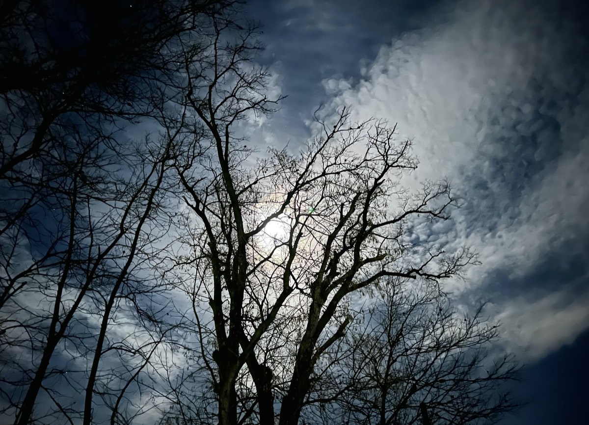 Moon rising behind bare trees