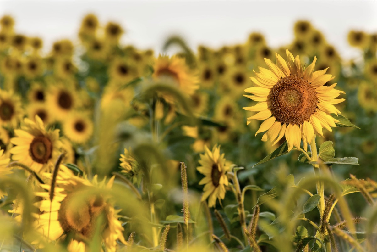 Sunflower field at golden hour