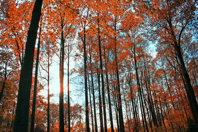 Autumn trees, orange against blue