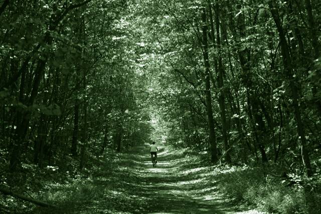 A runner far down a green forest tunnel