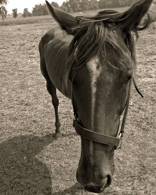A horse in sepia