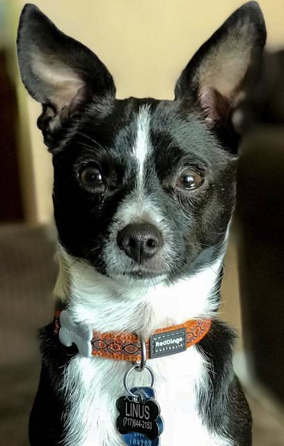 Linus the dog, portrait