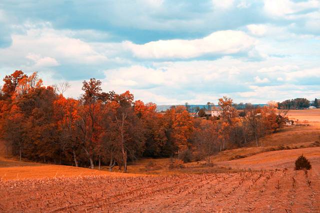 Orange treeline over a plowed field
