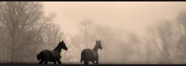 Two horses in morning fog