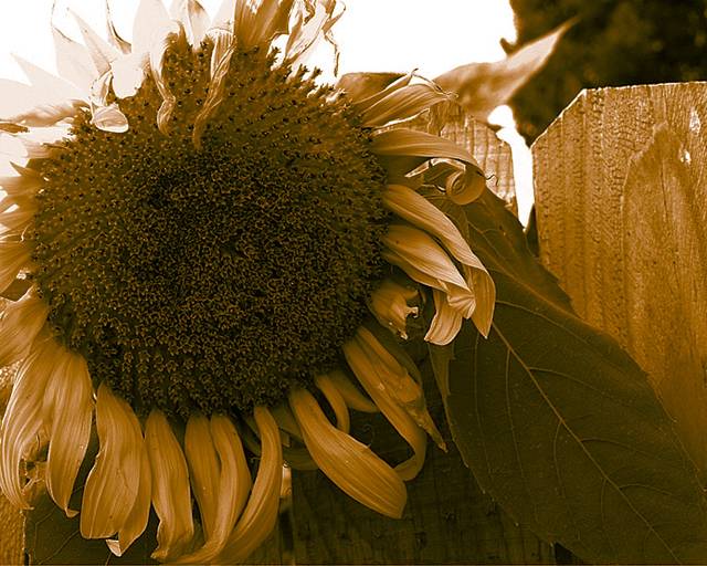 Sunflower in sepia