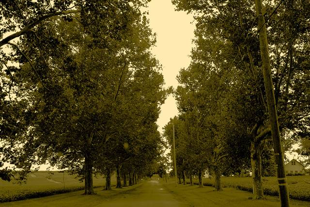 Tree-lined lane in yellow evening light